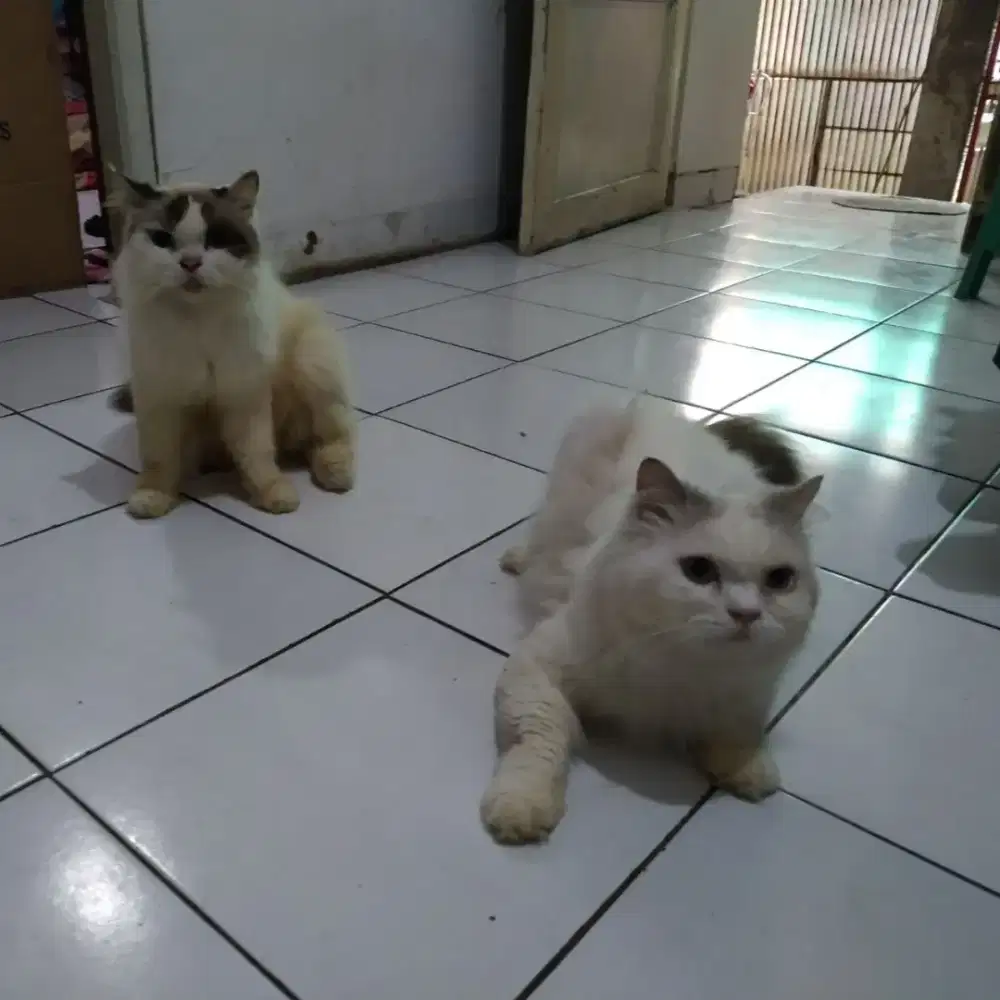Ragdoll bicolor sepasang + 1 selir