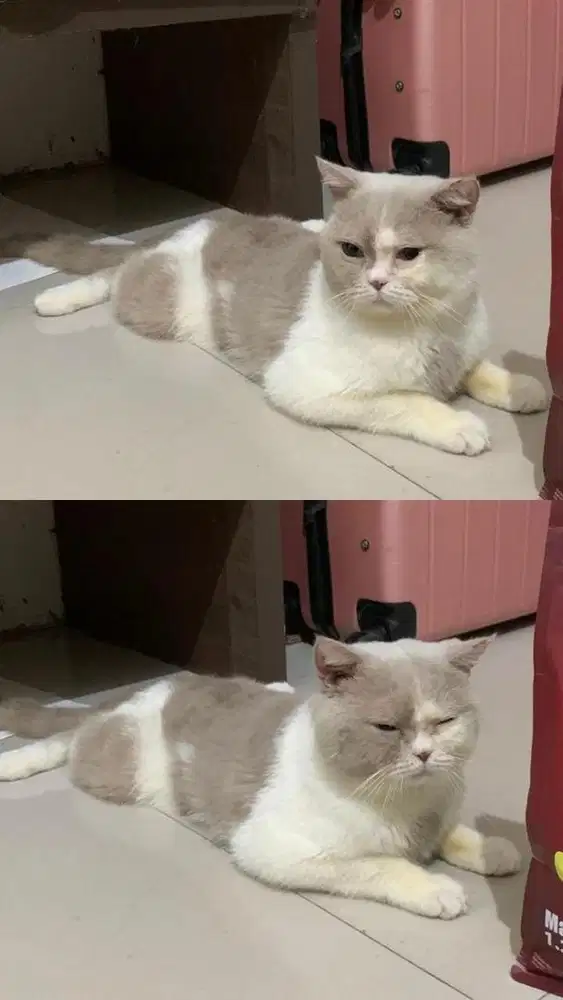 Bsh jantan bico fawm