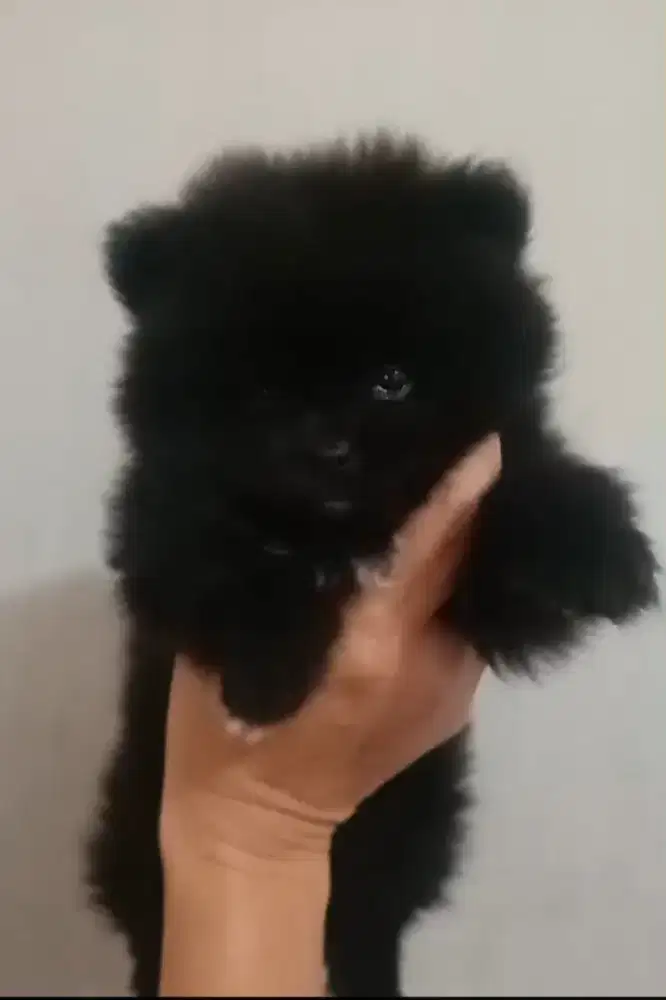 minipom tea cup berat only 500 gr an