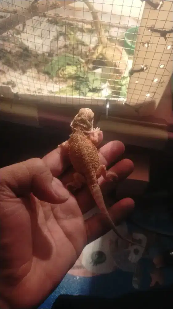 Bearded dragon 25cm