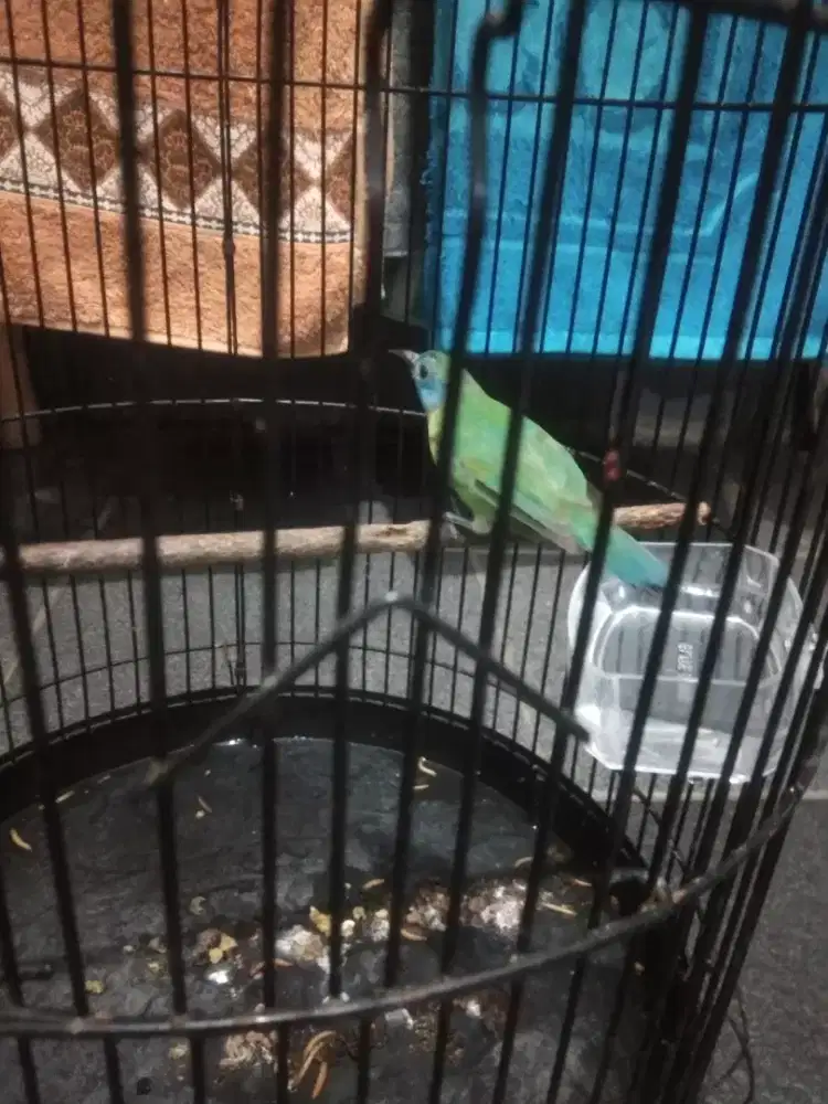 Burung masteran Kinoy