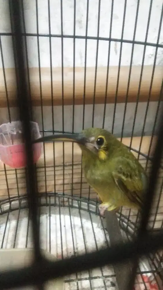 Burung masteran Pijantung gunung