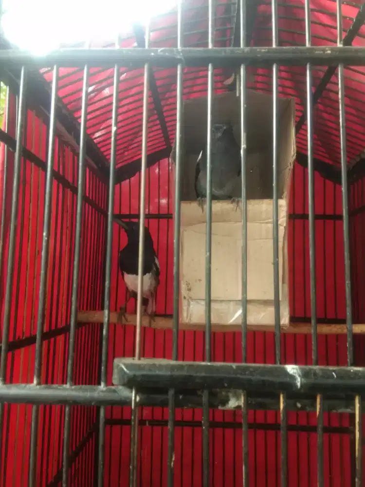 Burung kacer sepasang