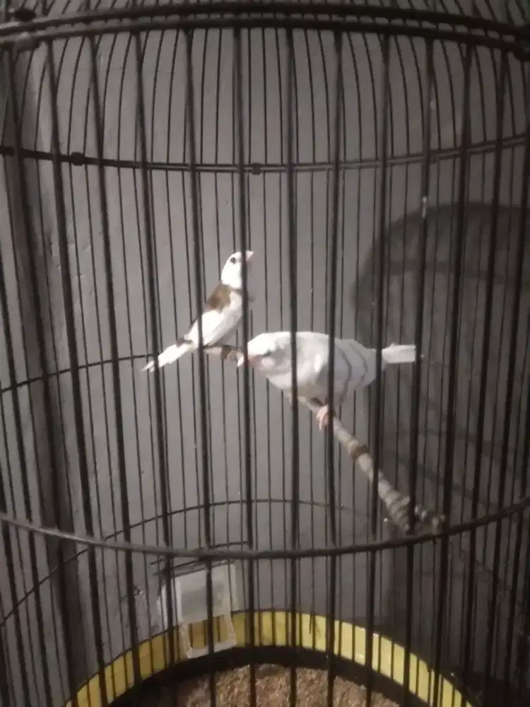 Emprit jepang sepasang