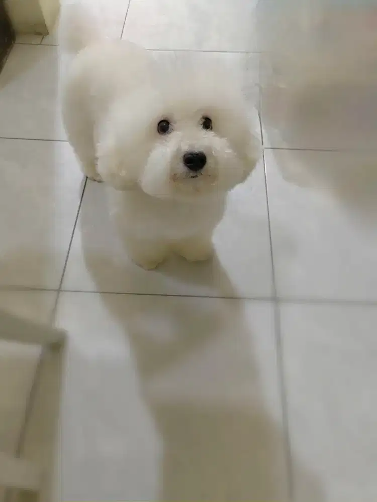 Poodle Betina lg loop