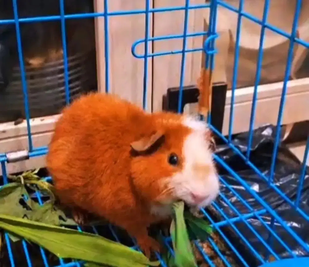 Marmut hias / guinea pig teddy