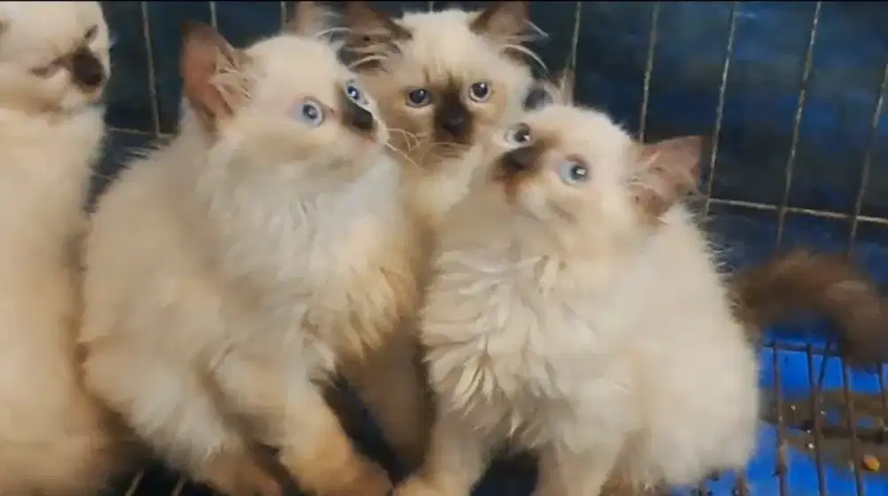 Kitten/Himalaya/kitten Himalaya/persia/kitten persia