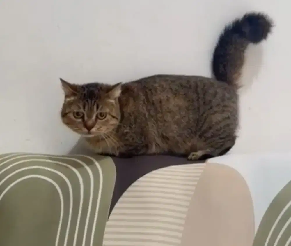 Munchkin BSH Mackerel Betina Lagi Hamil