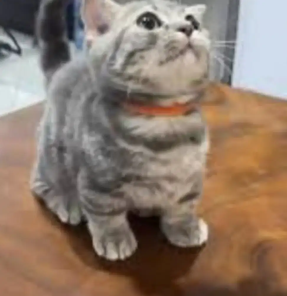 Munchkin BSH Bicolor Blue tabby Female