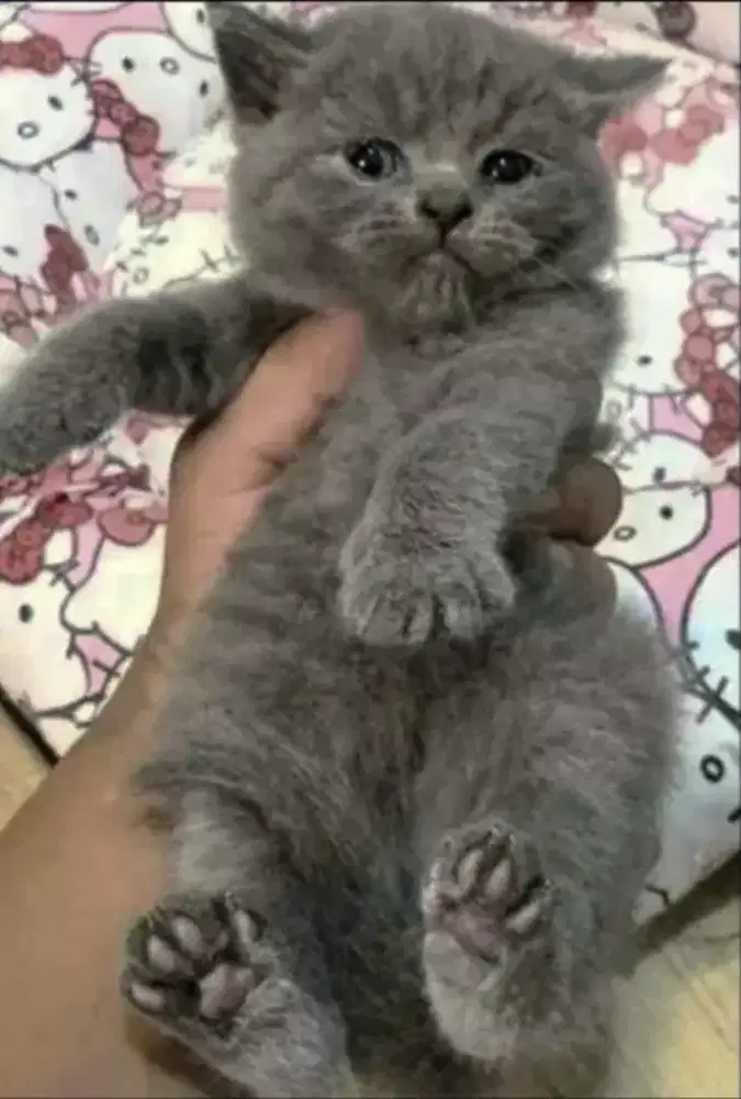 Kucing kitten British longhair Bluesolid