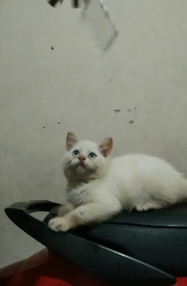 British shorthair jantan