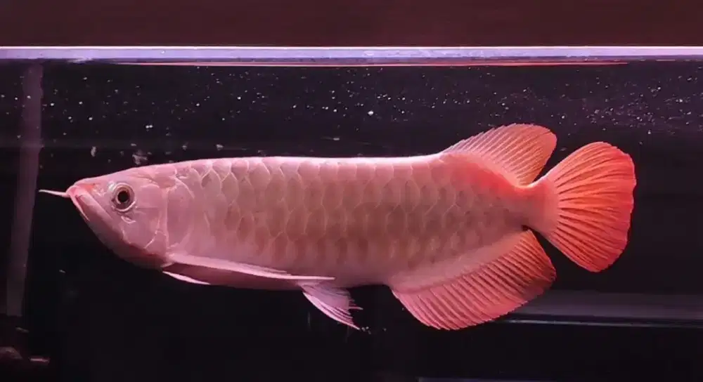 Arwana Super Red 45cm Mulus