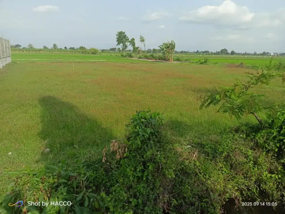 Dijual cepat BU Sawah Pinggir Jalan