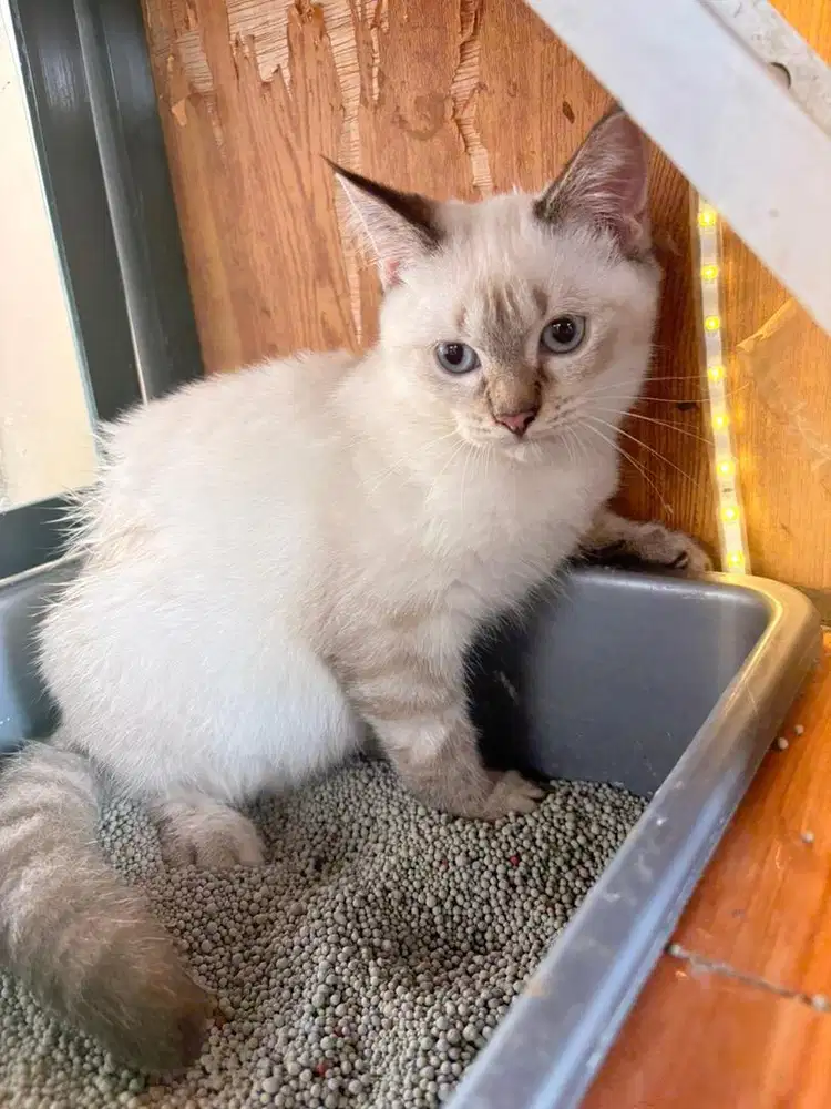 KICING HIMALAYA X SCOTTISH STRAIGHT BETINA