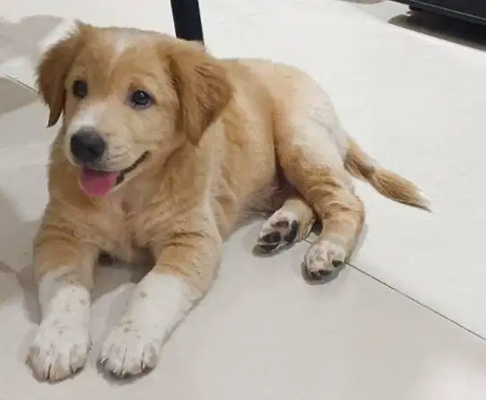 Anak Anjing/Puppy Golden Retiver