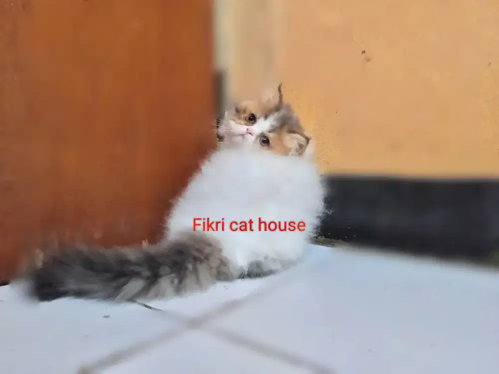 Kucing Persia Peak Nose