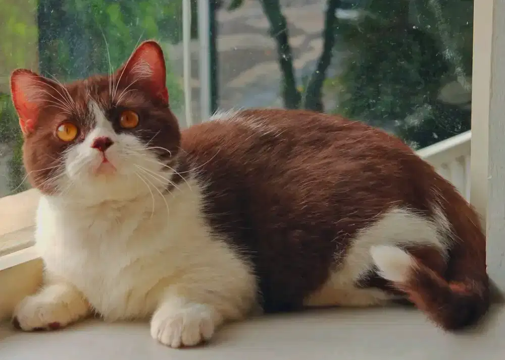 Munckhin bsh bicolor betina 11 bulan cocok untuk breed and parent