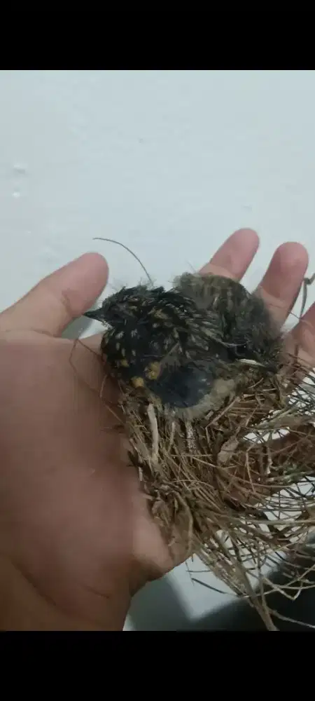 Anak tledekan gunung