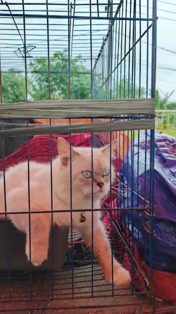 Himalaya Jantan 1 Tahun+ Mata Biru – Sehat & Aktif – COD Tangerang
‎