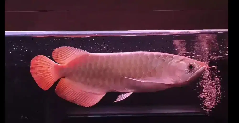 Arwana super red 45cm