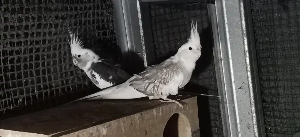 Sepasang Falk WF - Parkit Australia