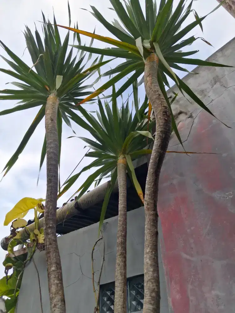 Pandan Bali 3 meter Murah