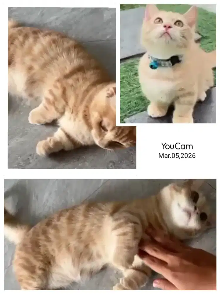 Sepasang Munchkin BSH Jantan dan Betina