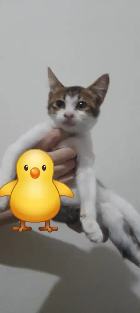 Open adopt, kucing rumahan umur 2 bulan sehat