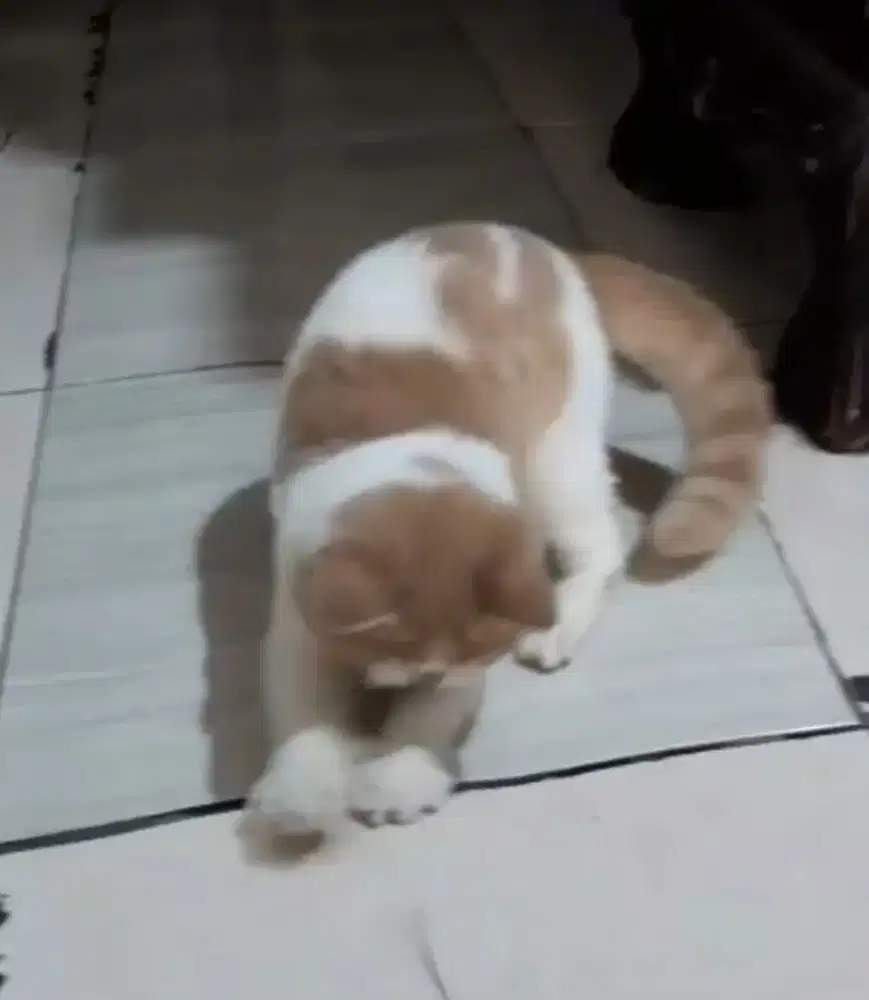 British Short Hair Bico Fawn Male Line Cinnamon