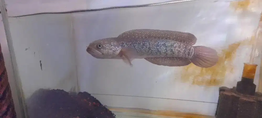 Jual ikan chana Asiaticha white spot.