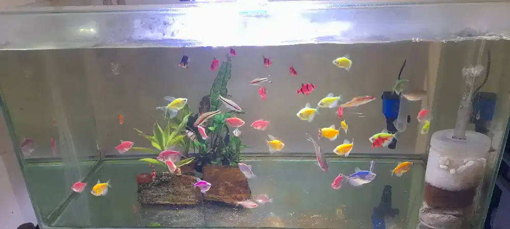 Edisi pensiun sepaket ikan hias plus aquarium.