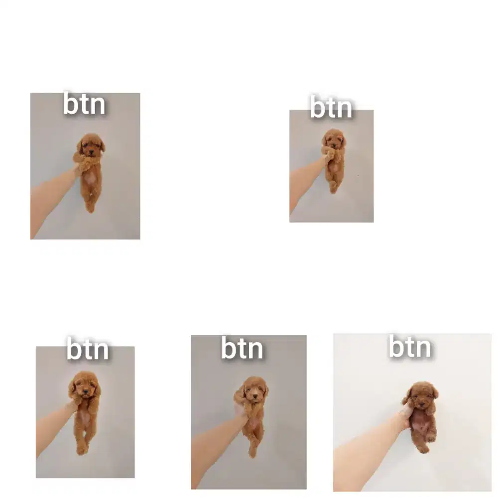 puppy poodle bersurat !!! no php !!!