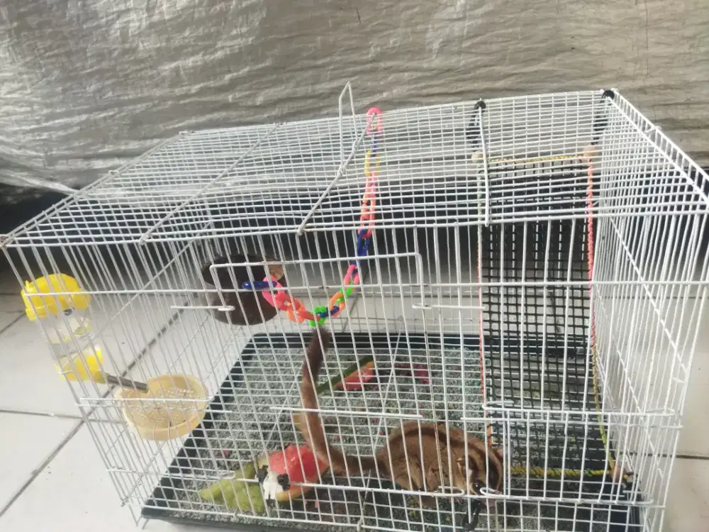 Sugar Glider Classic