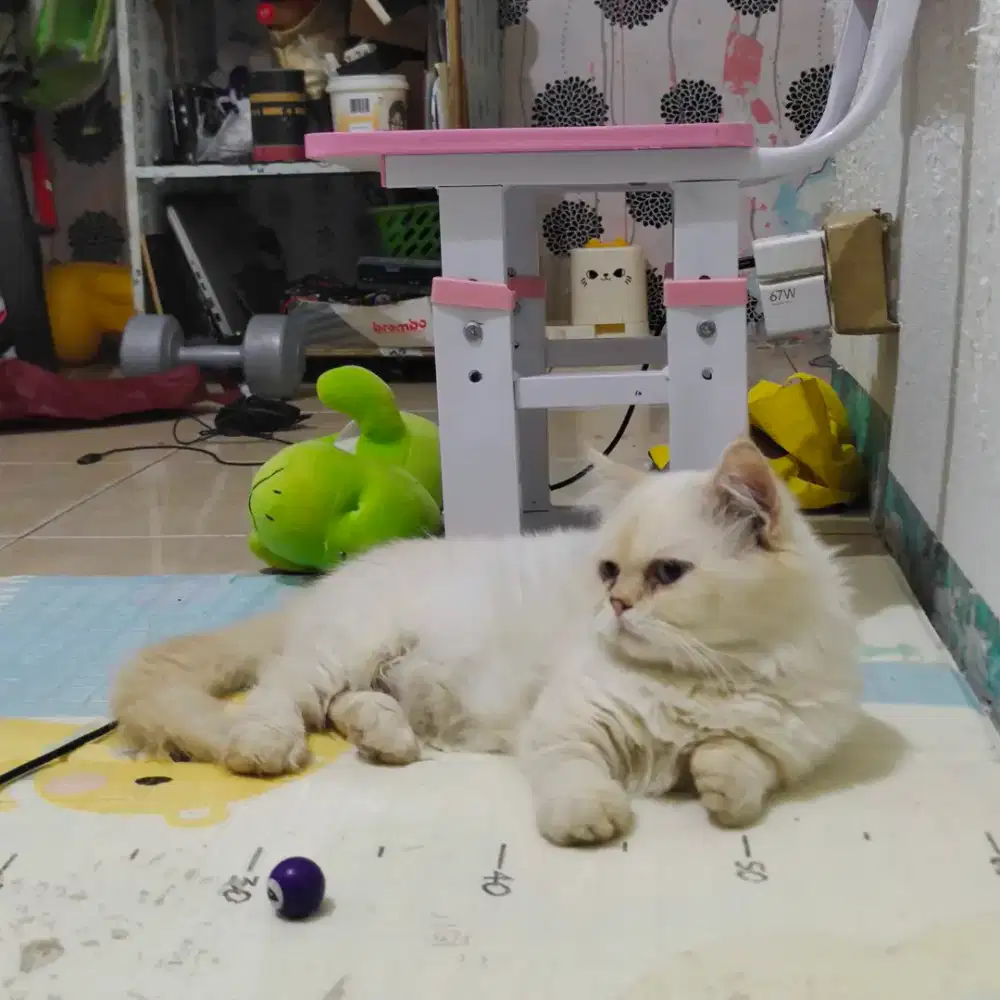 Kucing Muckin jantan