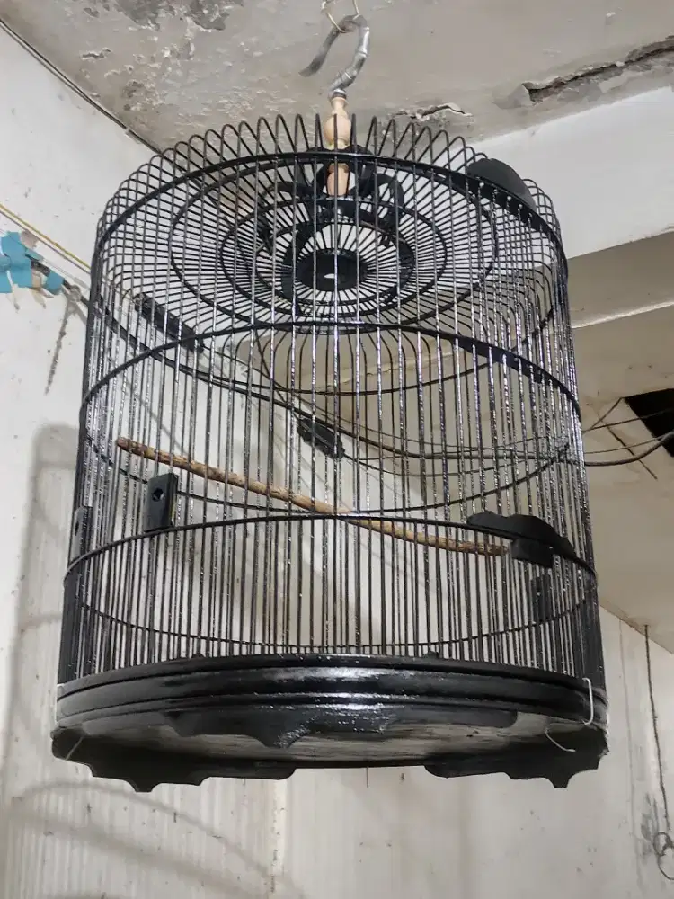 Sangkar burung murai batu uk 50