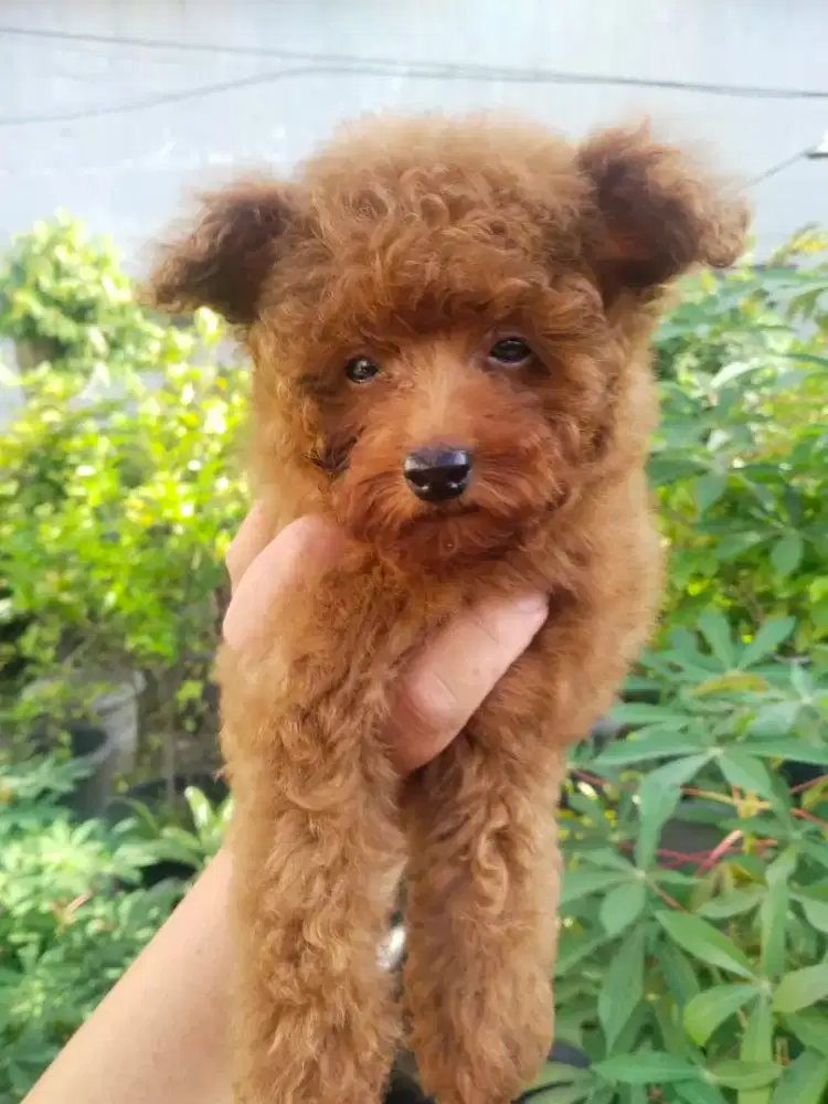 Anak anjing tiny poodle