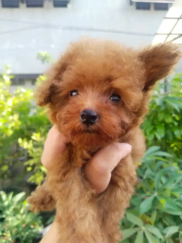 Anak anjing red poodle ( tea cup)