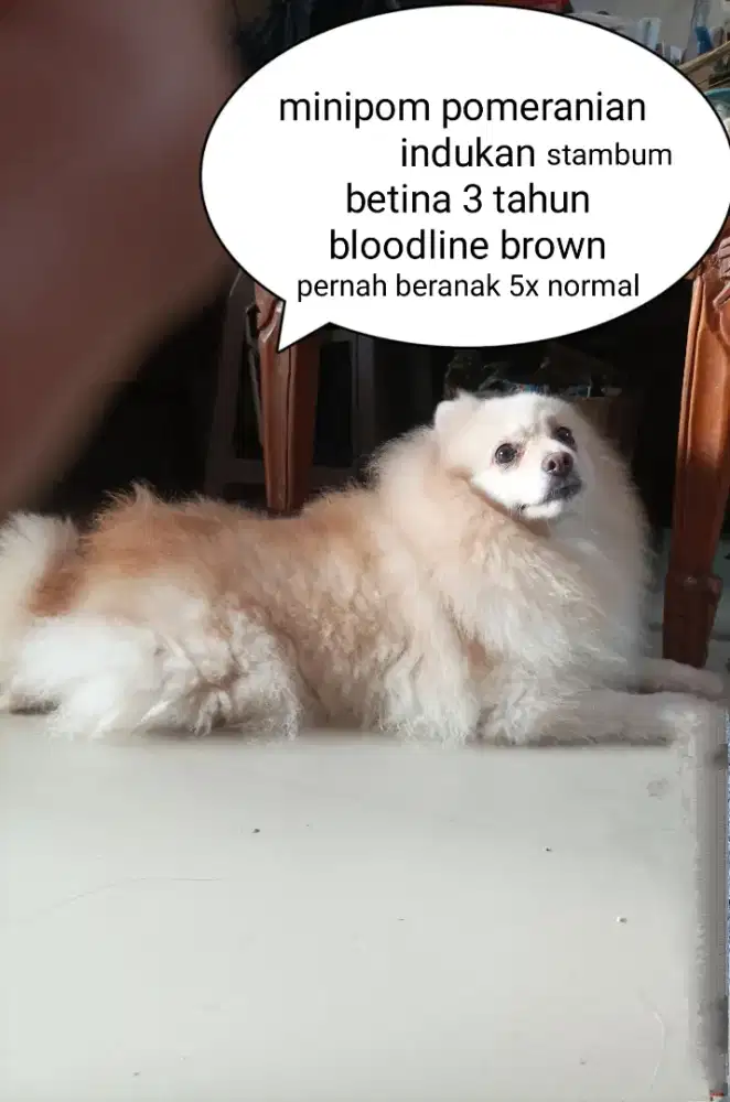 Minipom pomeranian indukan