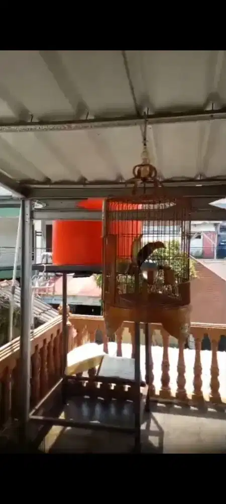 Anis merah lokal prestasi