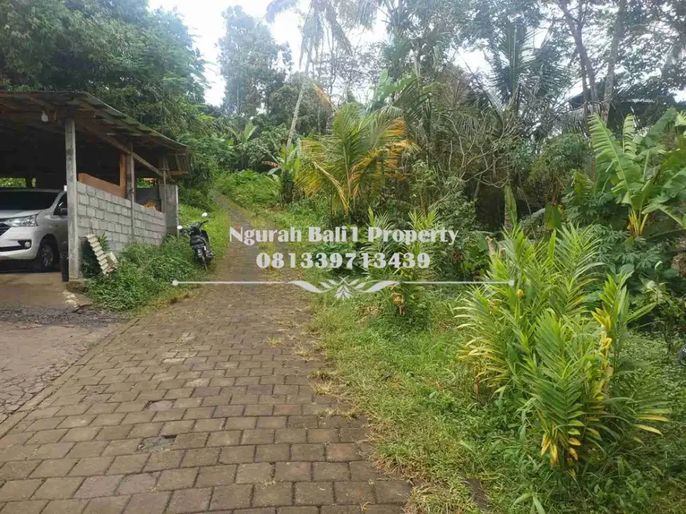 BUC Murah Disewakan Tanah Luas 6,5 Are View Sawah Kawasan Villa di Tampak Siring Ubud