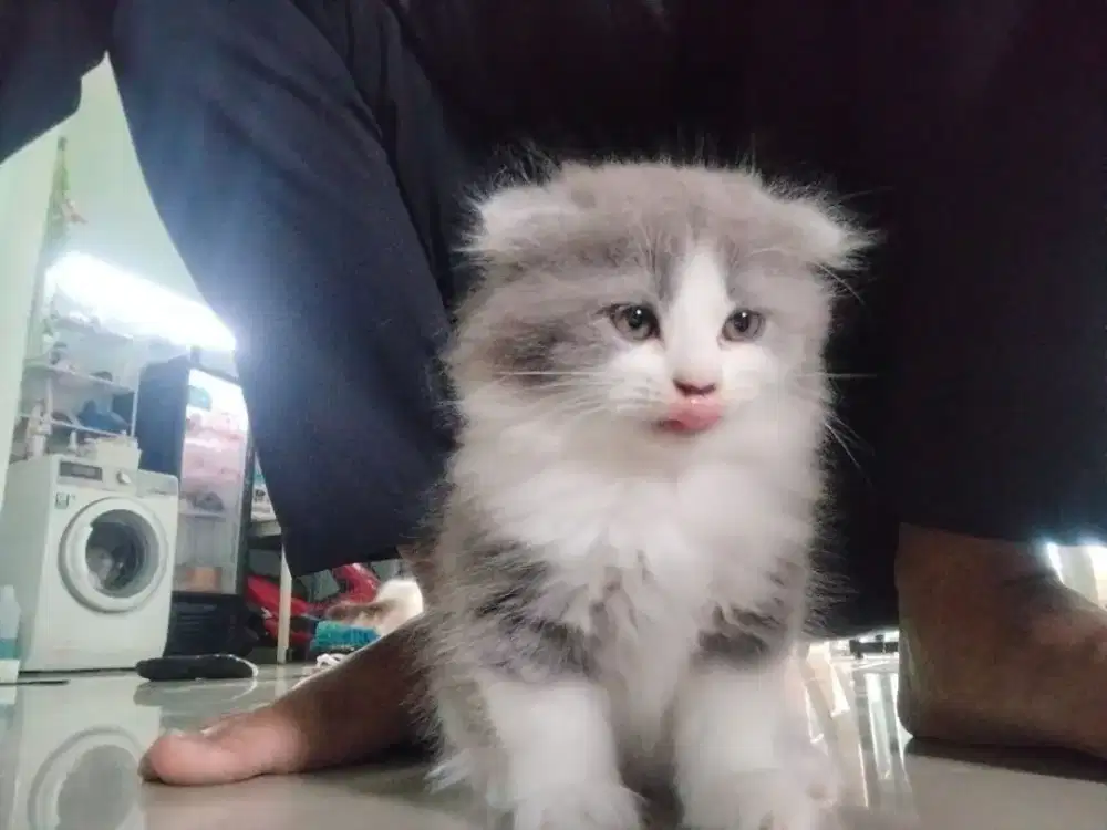 Scottish fold highland