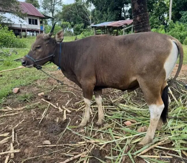 sapi potong jantan 250-300kiloan siap lebaran fitri nazar sedekahan ok
