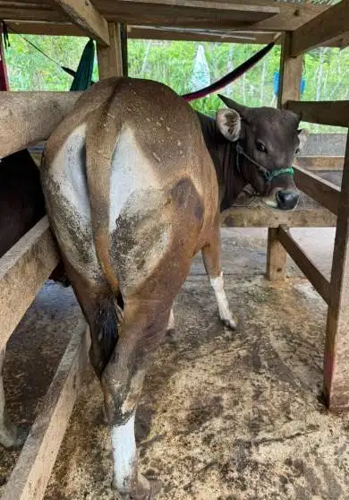 sapi potong jantan 250-300kiloan siap lebaran fitri nazar sedekahan ok