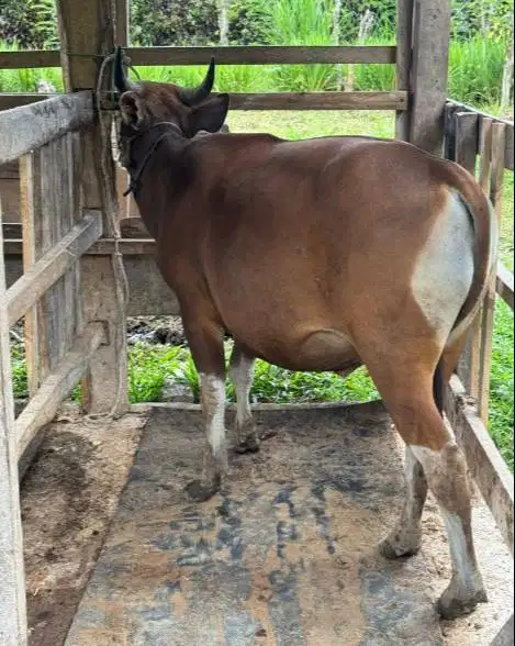 sapi potong jantan 250-300kiloan siap lebaran fitri nazar sedekahan ok