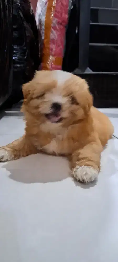 Dijual puppy 3 bulan, ras campuran