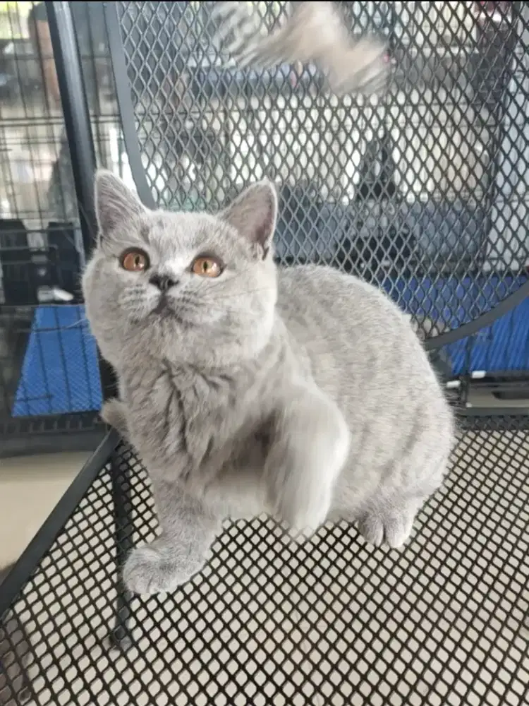 Boneka Munchkin BSH lucu buat anak