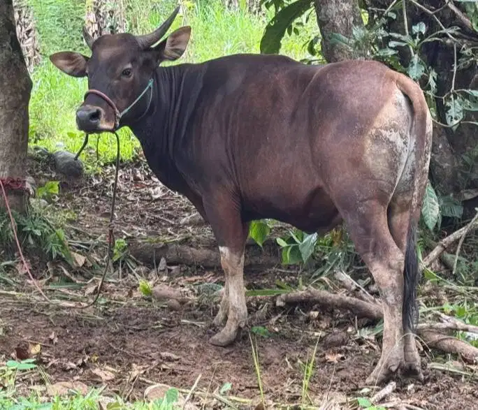 sapi potong jantan 250-300kiloan siap hajatan lebaran fitri murmer top