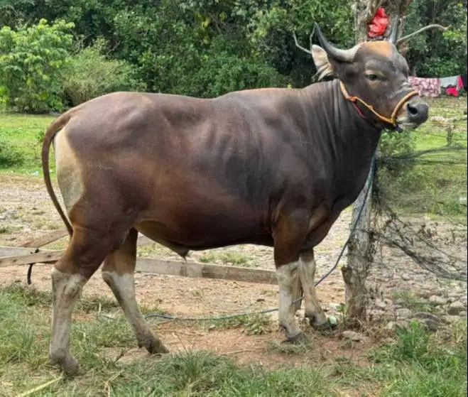 sapi bali jantan 250 kiloan siap hewan kurban terbaik 2026 jamin puas
