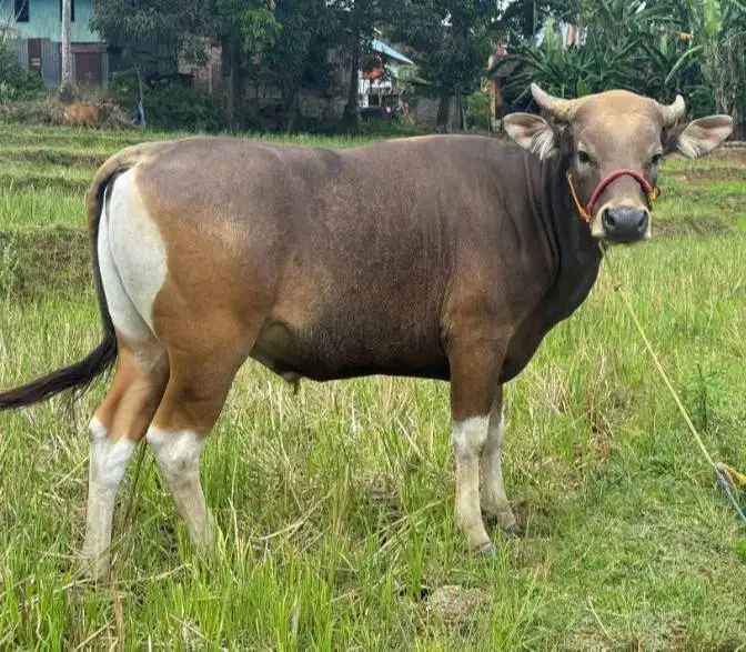 sapi kurban jantan 250kiloan siap hewan qurban terbaik 2026 jamin puas