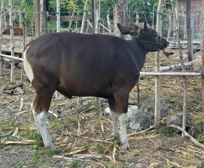 sapi potong jantan 250-300kiloan siap hajatan nazar lebaran sedekahan